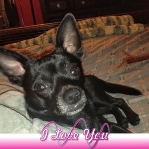 Meet your Posher, Thomasina